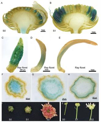 Aphid alarm pheromone mimicry in transgenic Chrysanthemum morifolium: insights into the potential of (E)-β-farnesene for aphid resistance